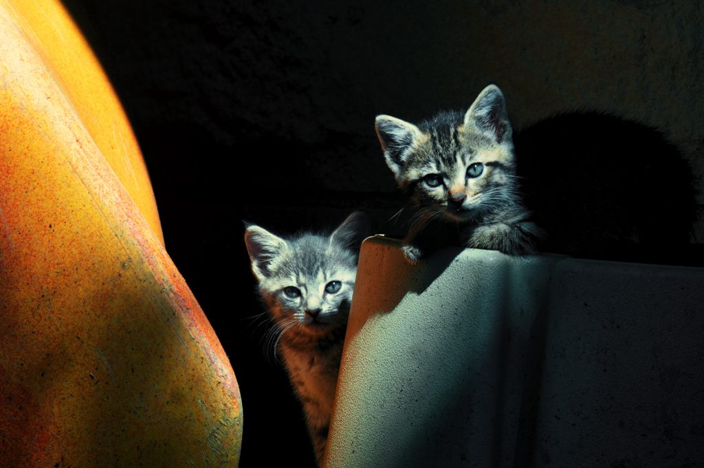 Kittens by Kayak