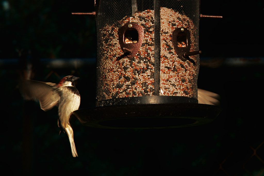 Sparrow feeds at bird feeder in my backyard.