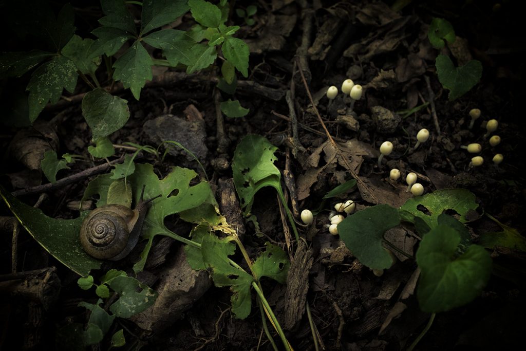 snail-mushrooms